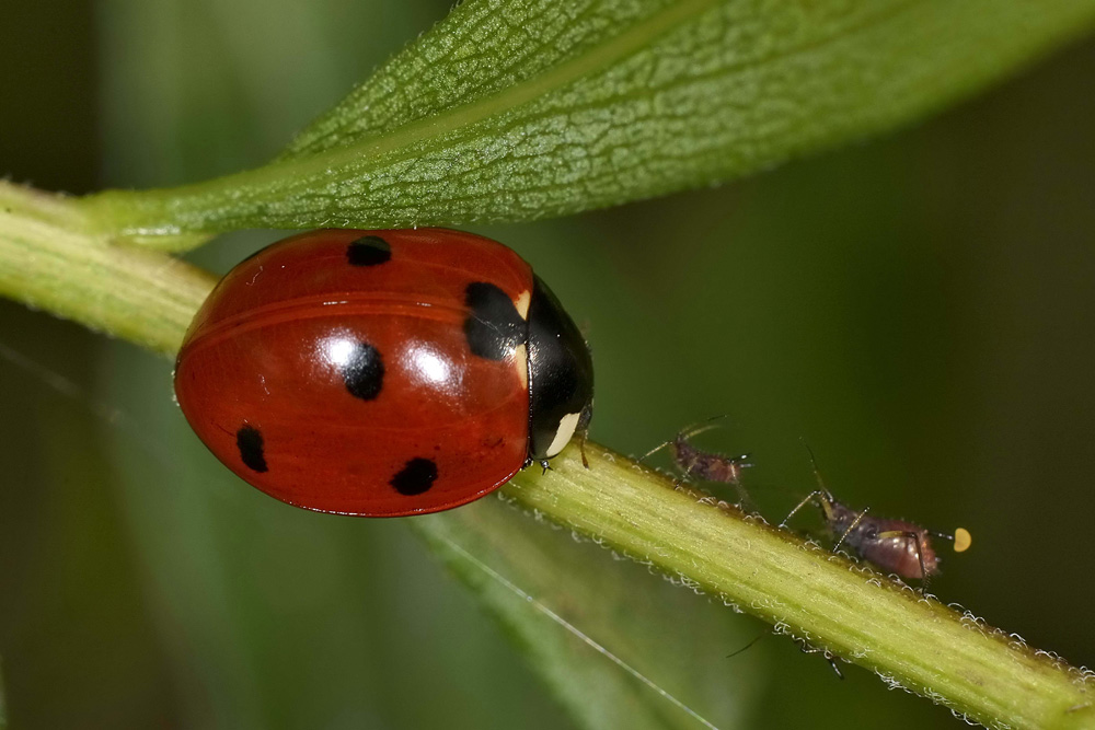 Coccinella septempunctata. Questioni di precedenza